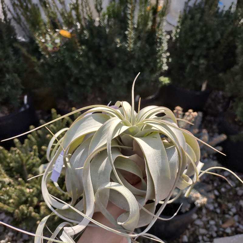 Avatar for @death on Greg, the plant care app