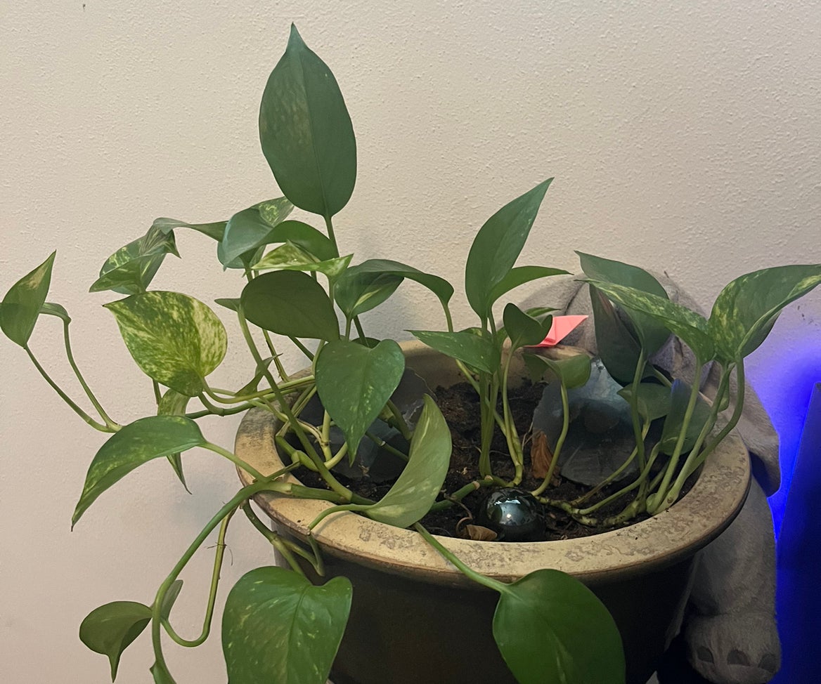 @Parsleys_plants avatar