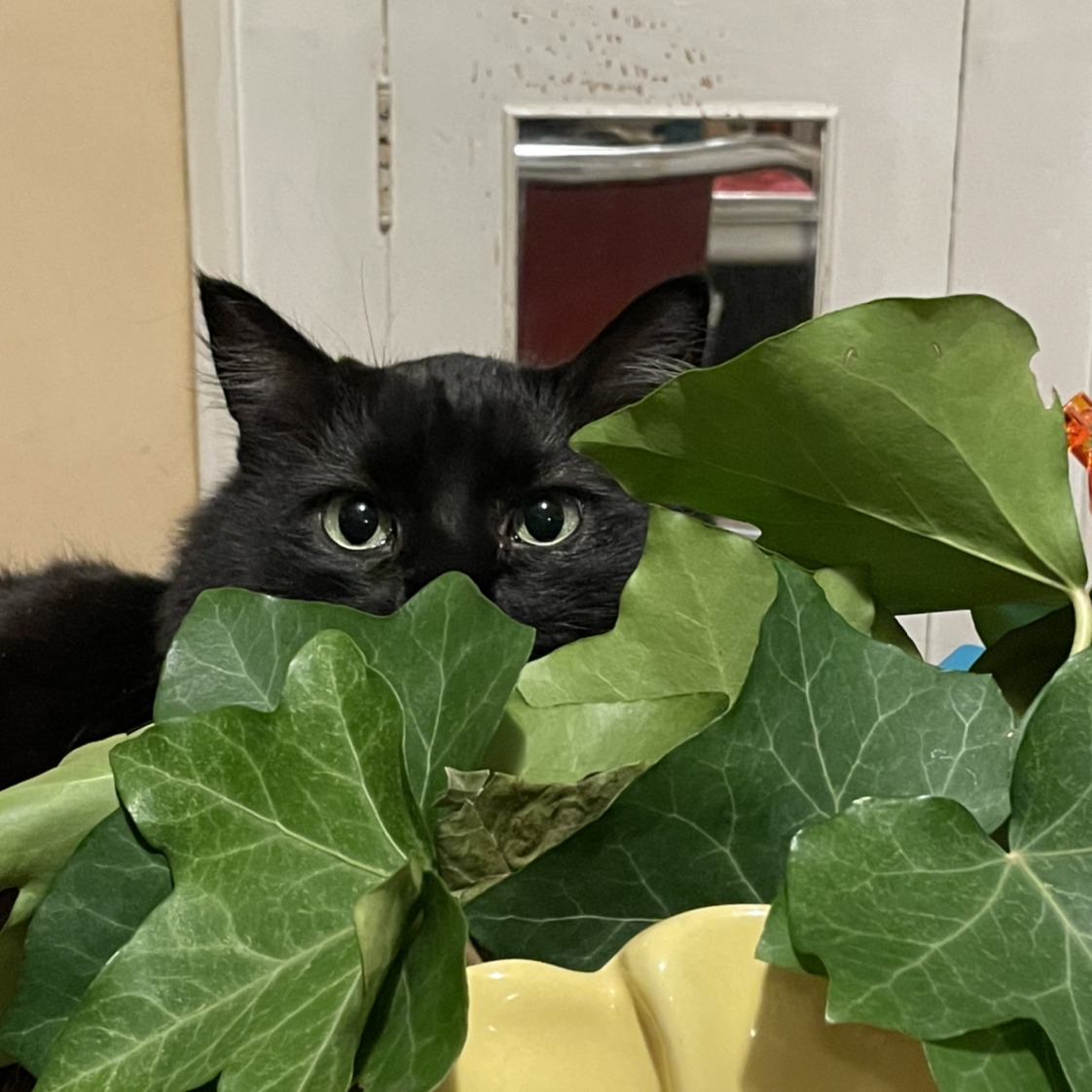 @SolidlyDamsii avatar