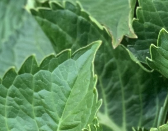 @Crazyplantlady7 avatar