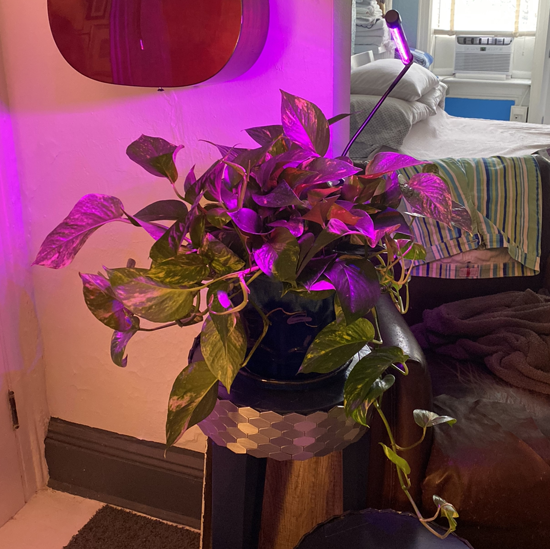 Avatar for @Bmazzu on Greg, the plant care app