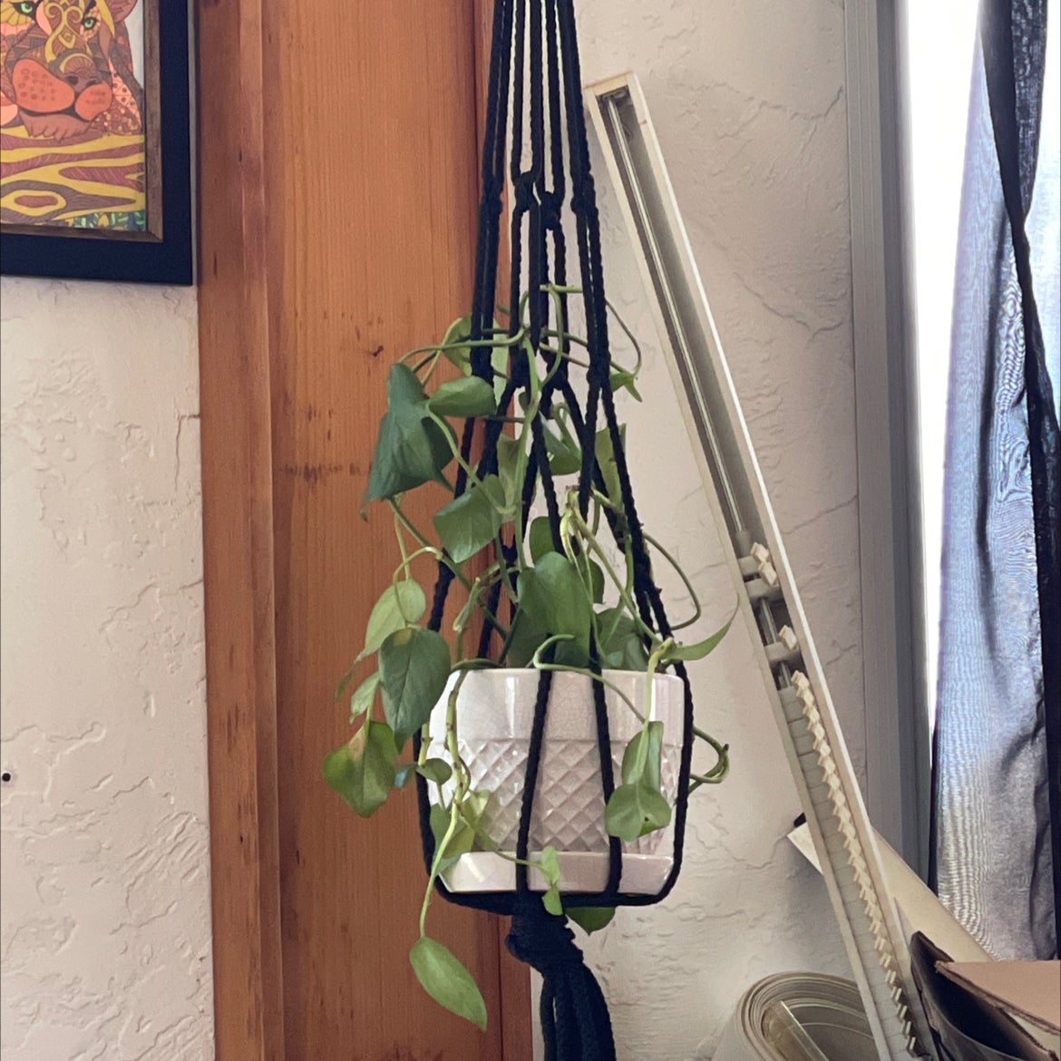 @LitheFenorchid avatar