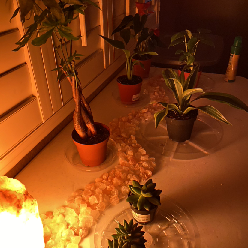 Avatar for @sshannon965 on Greg, the plant care app