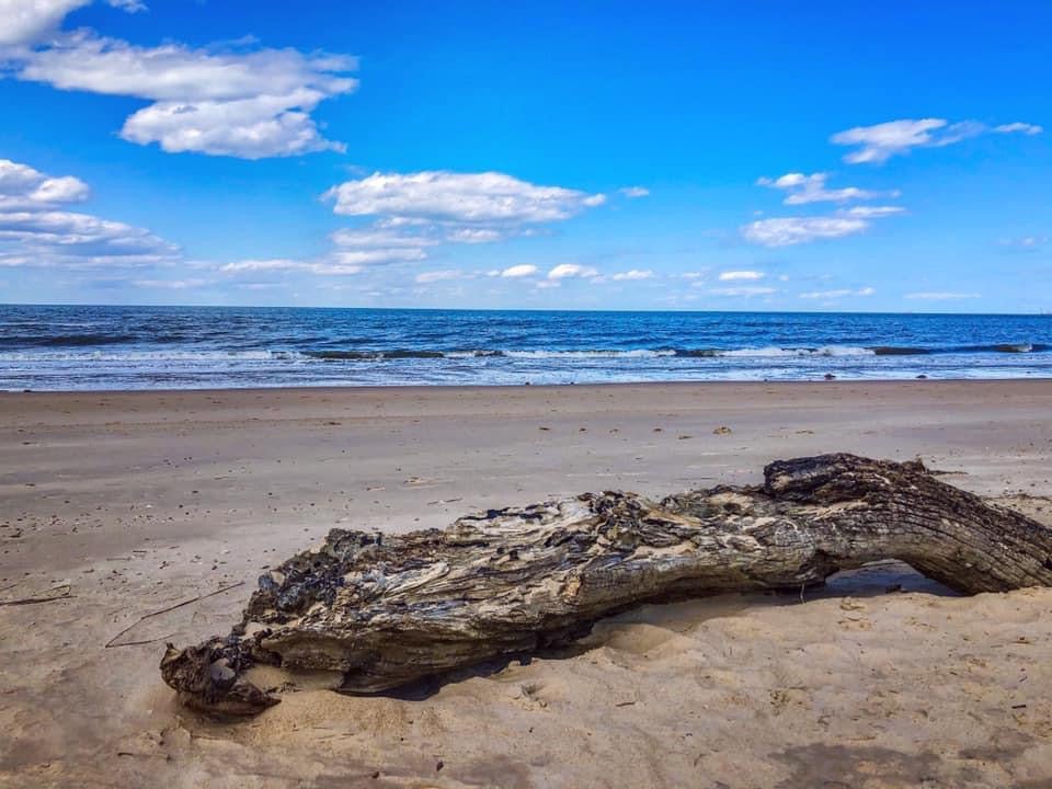 Avatar for @Vdubz on Greg, the plant care app