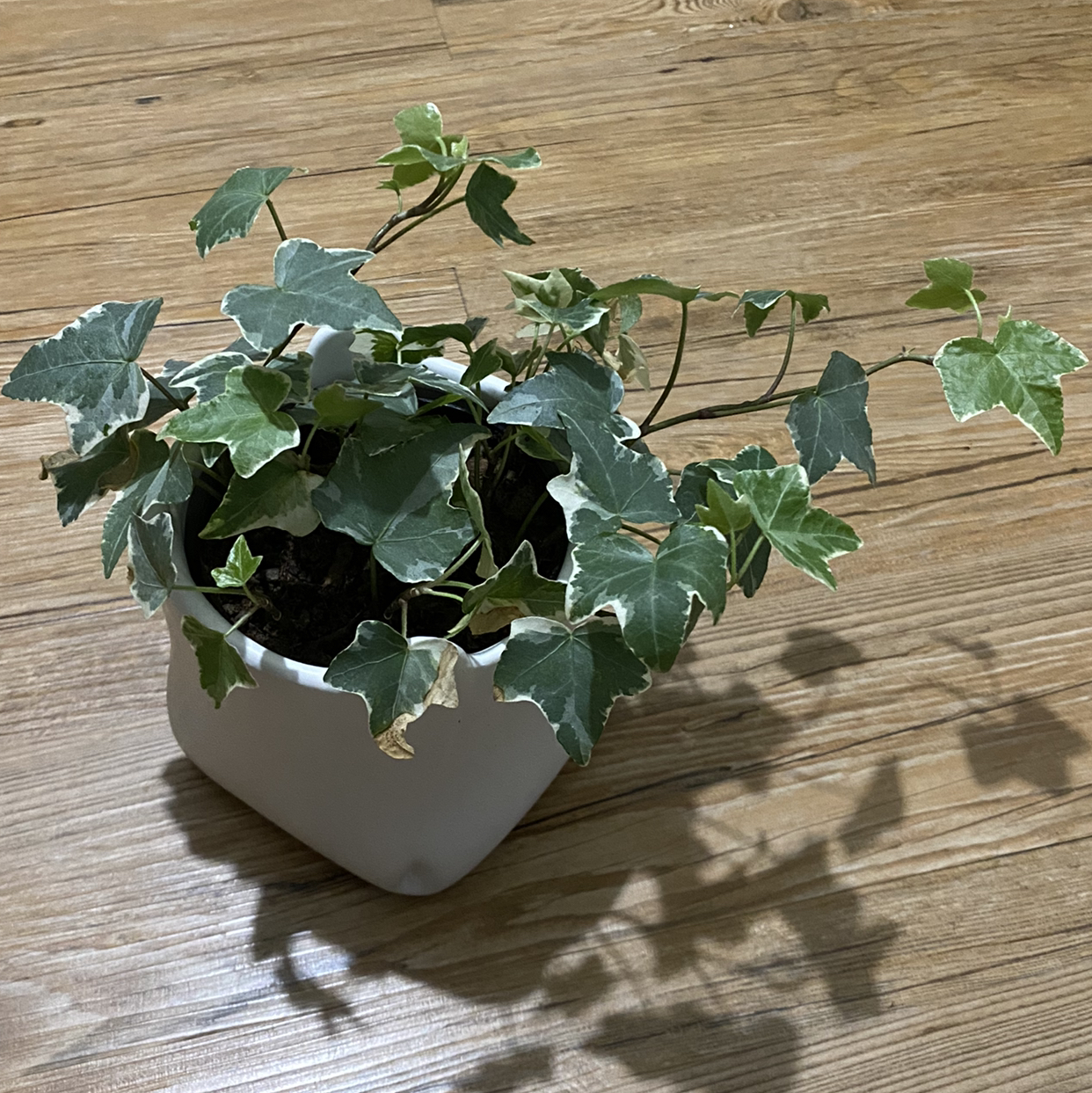 @Vikas_plants avatar