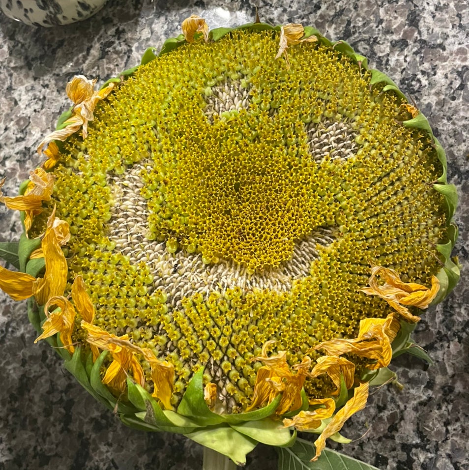 @mirandaaplanet avatar