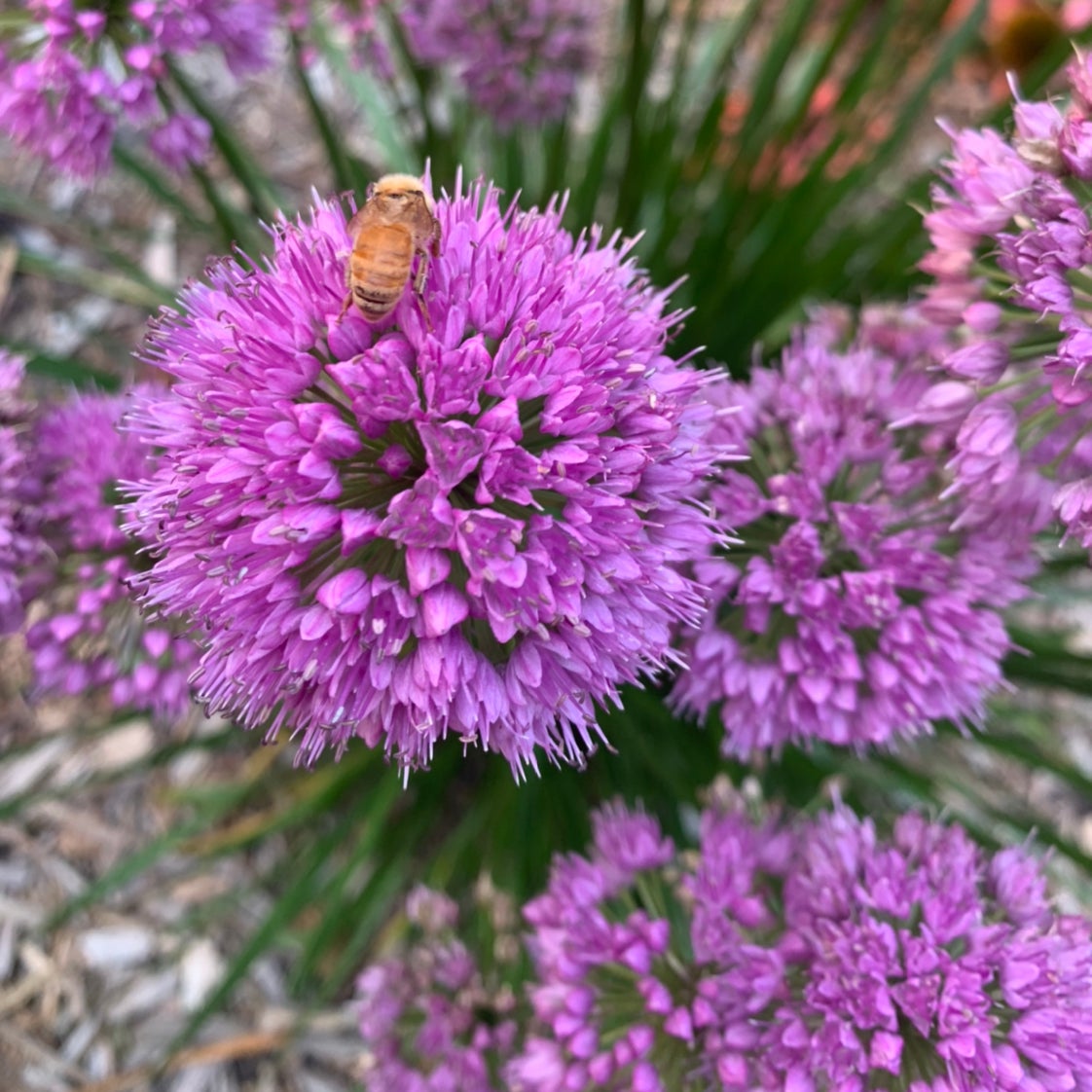 @DefiantDndylion avatar