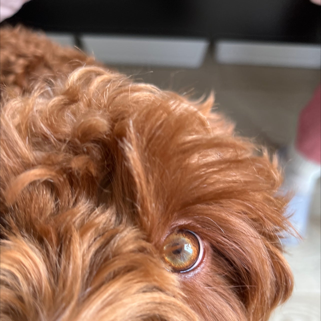 Avatar for @Xenostar on Greg, the plant care app