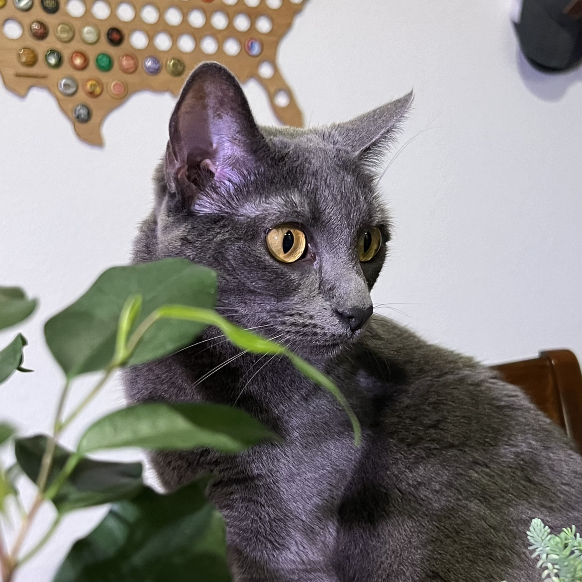 @Squiddylumpkins avatar