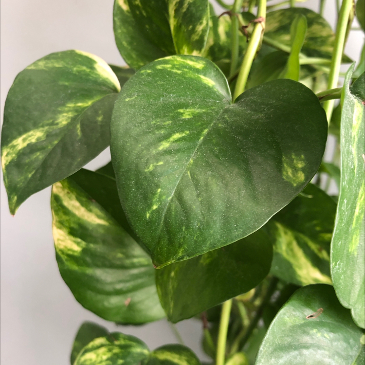 Avatar for Taylour on Greg, the plant care app