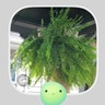 Lovemyplants avatar