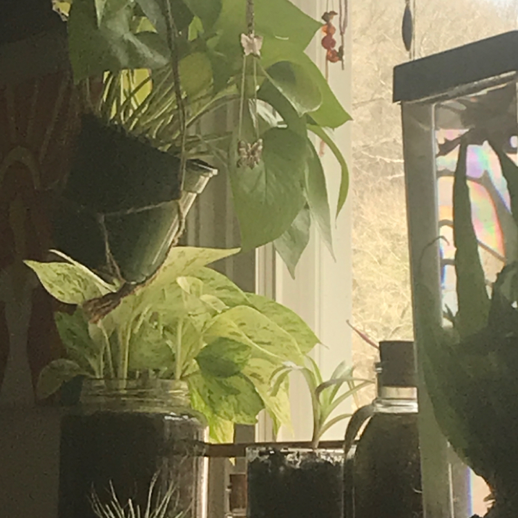 @plantyplanto