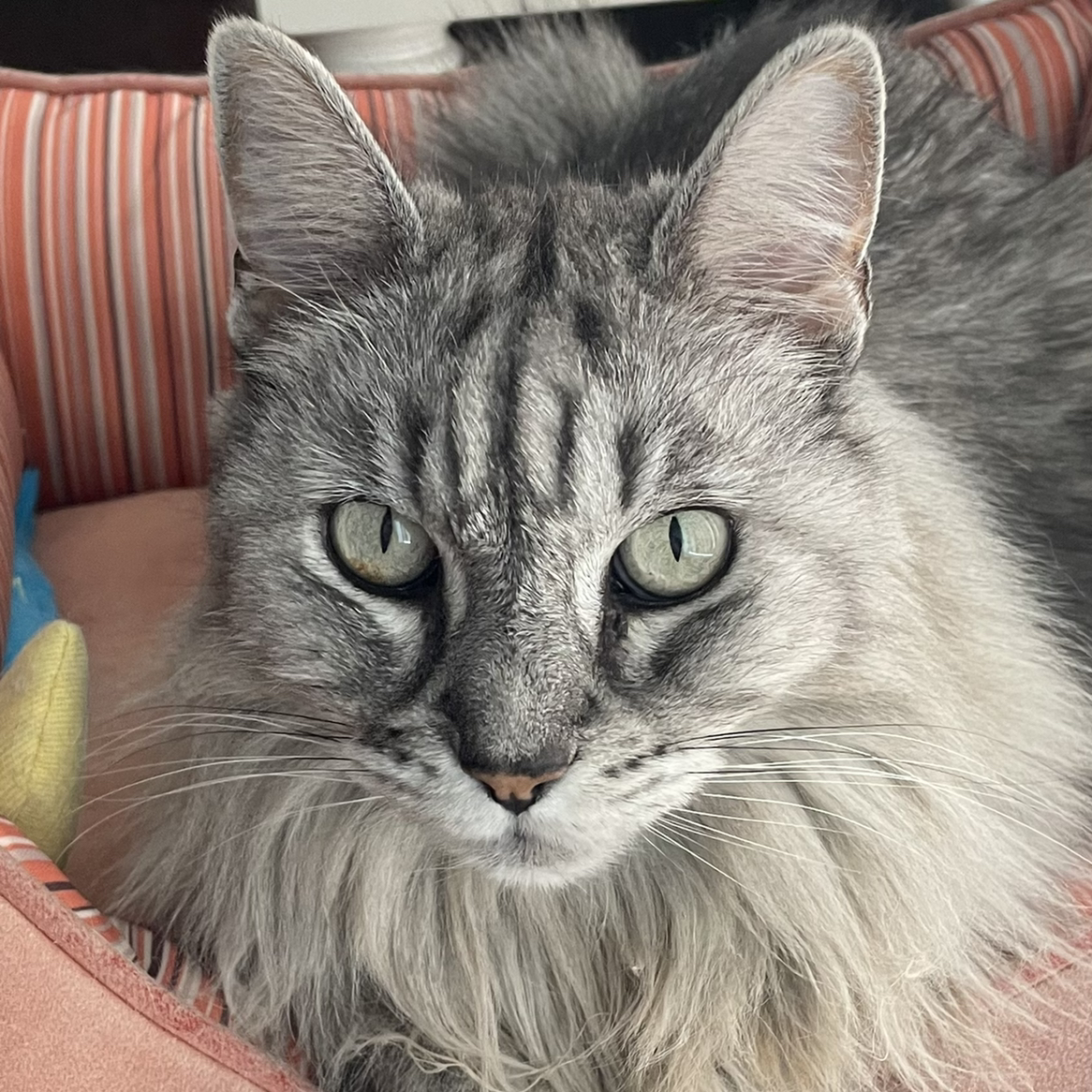 @AntiochHouse avatar