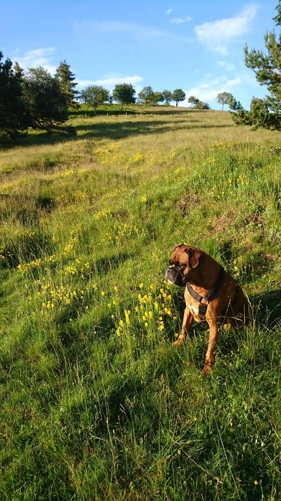 Avatar for @impeplants on Greg, the plant care app