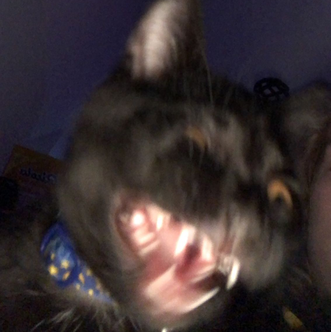 Avatar for @pfreeman on Greg, the plant care app