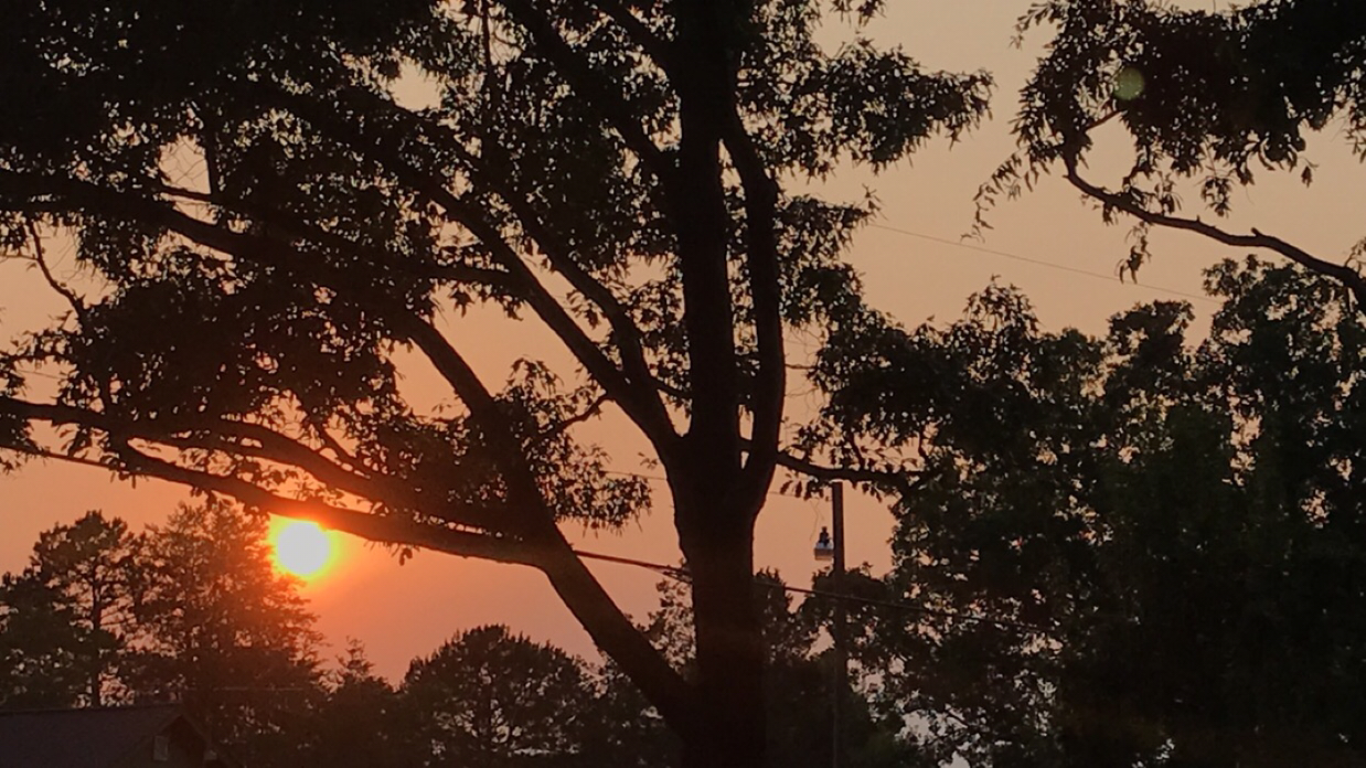 Avatar for @bunnyisplanting on Greg, the plant care app