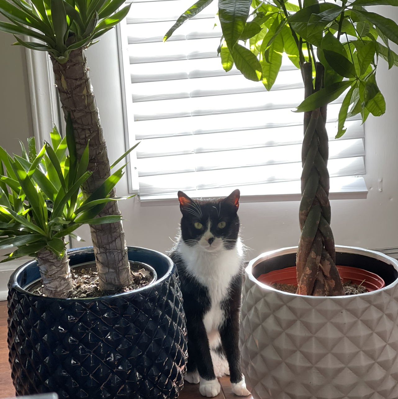 Avatar for @Brittbingham on Greg, the plant care app