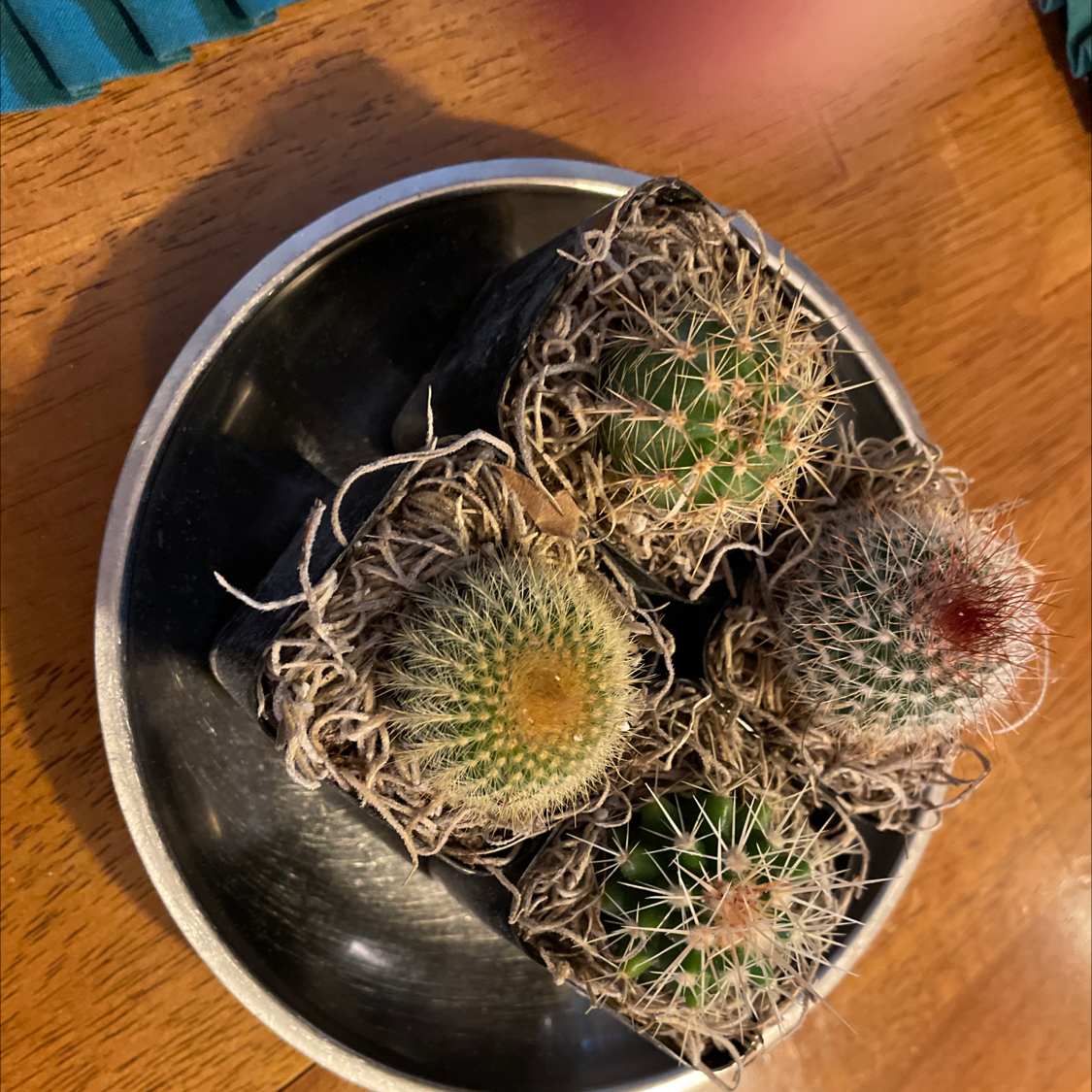 Avatar for Jc on Greg, the plant care app