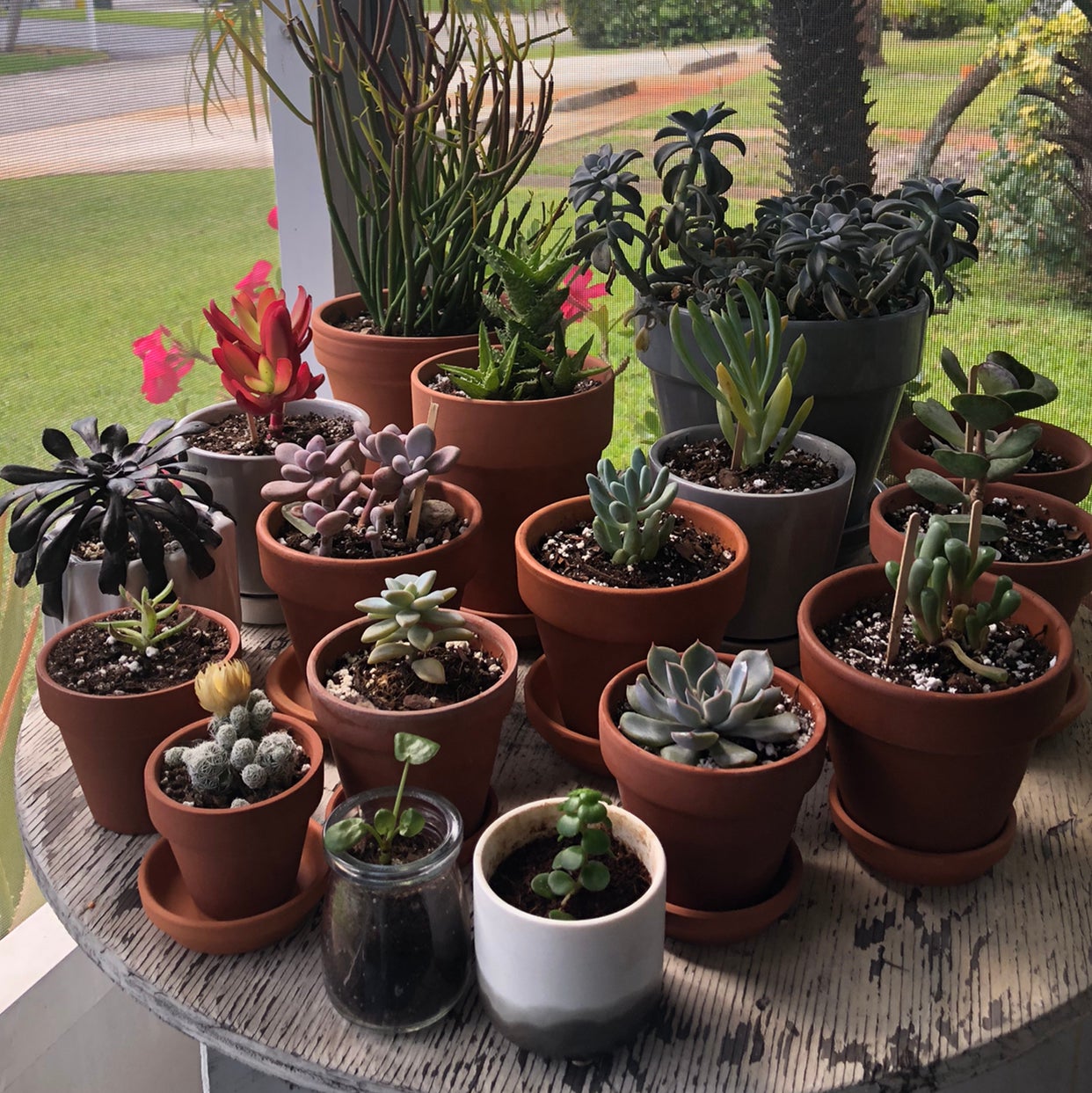 Avatar for @Kfab on Greg, the plant care app