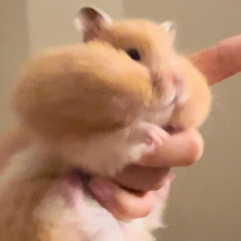 Avatar for @ikiboo on Greg, the plant care app