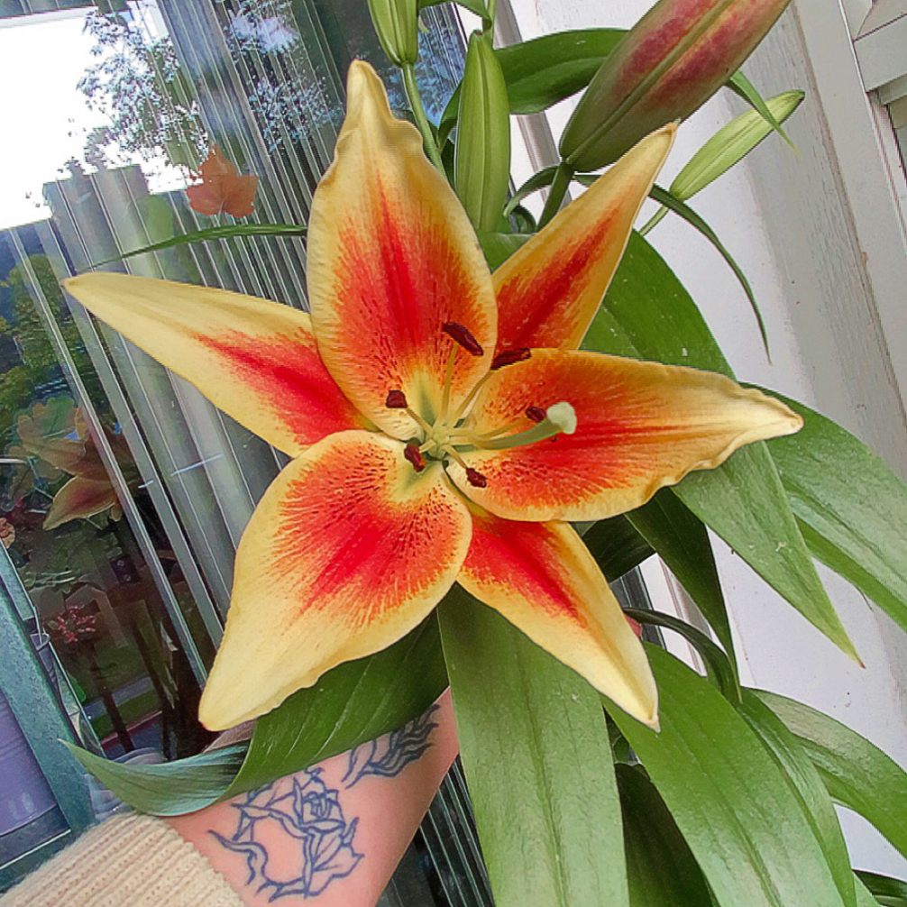 Avatar for @ayleighk on Greg, the plant care app