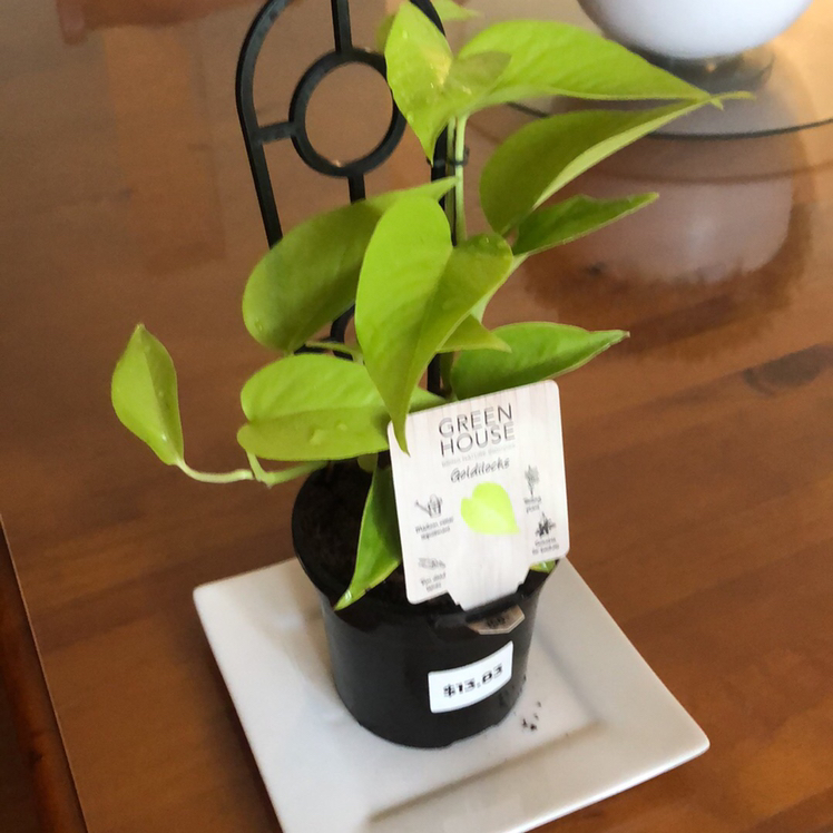 Avatar for @Nichola on Greg, the plant care app