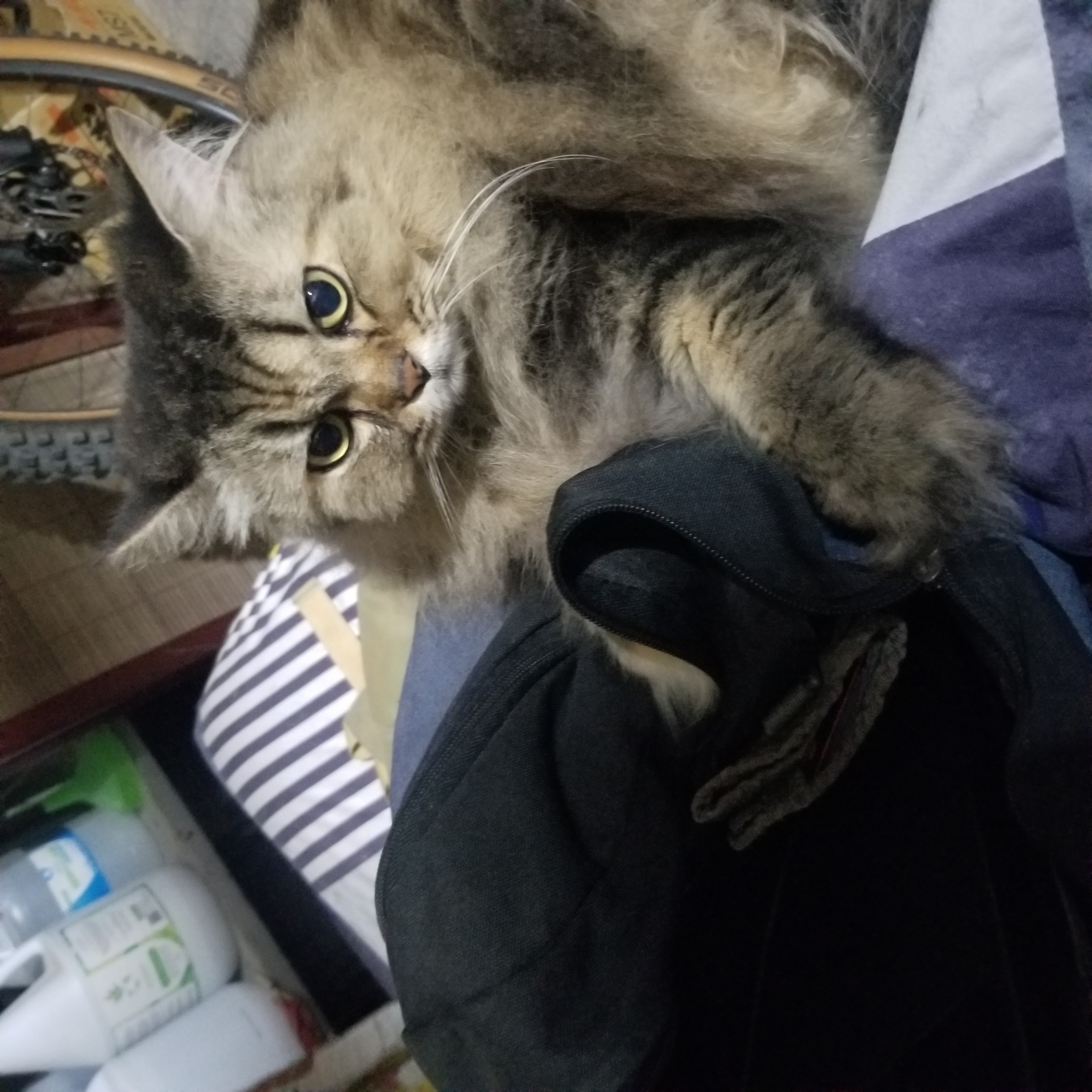 Avatar for @DollDevilsclub on Greg, the plant care app