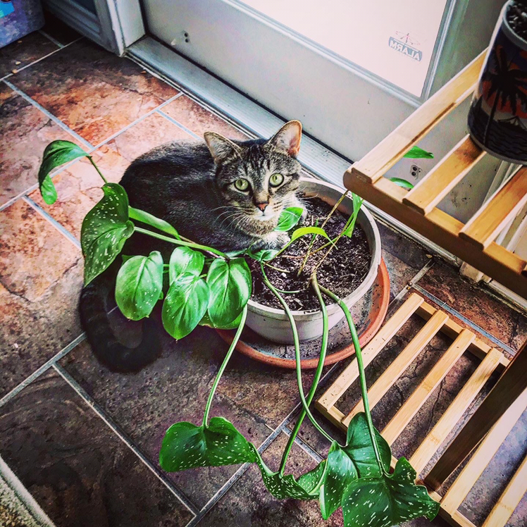 Avatar for Karen on Greg, the plant care app