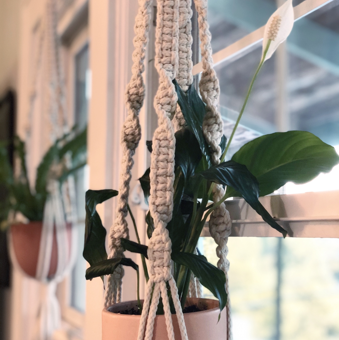 Avatar for @Nicole on Greg, the plant care app