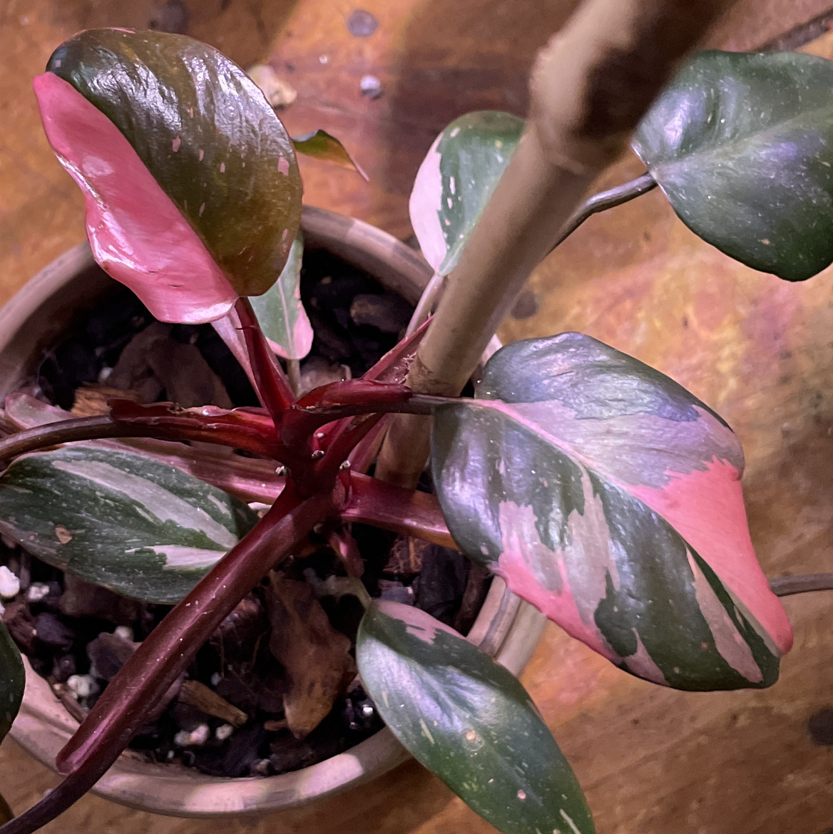 Avatar for @AdkKelli on Greg, the plant care app