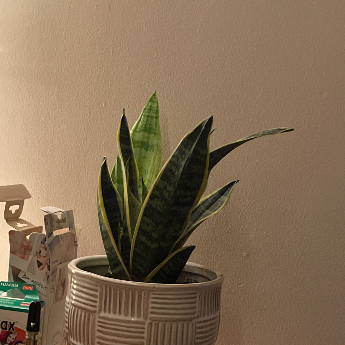 Avatar for @Kelliegardner on Greg, the plant care app