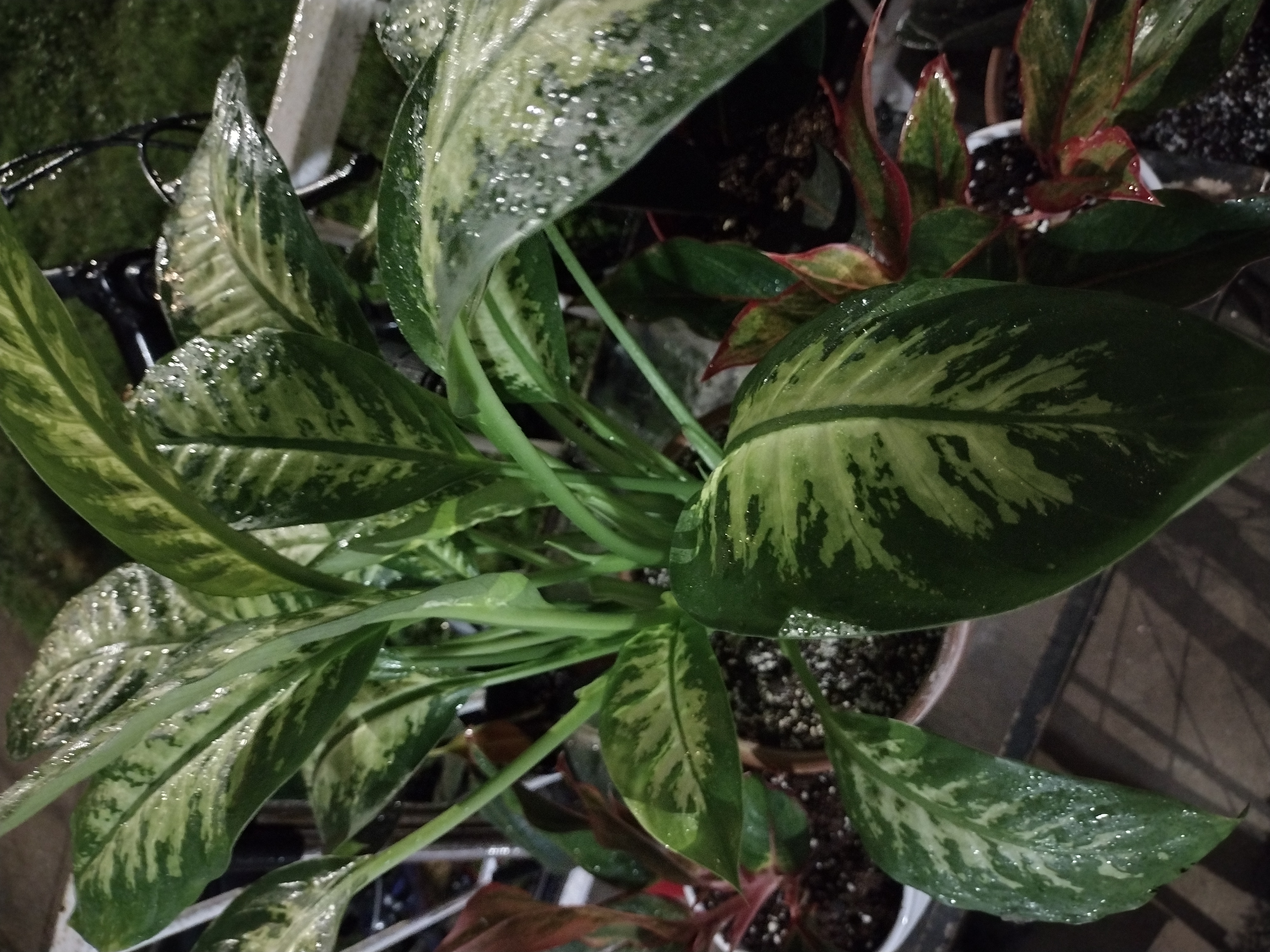 Avatar for @Yahsheba on Greg, the plant care app