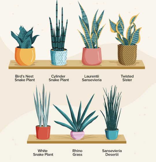 @ThePlantyk