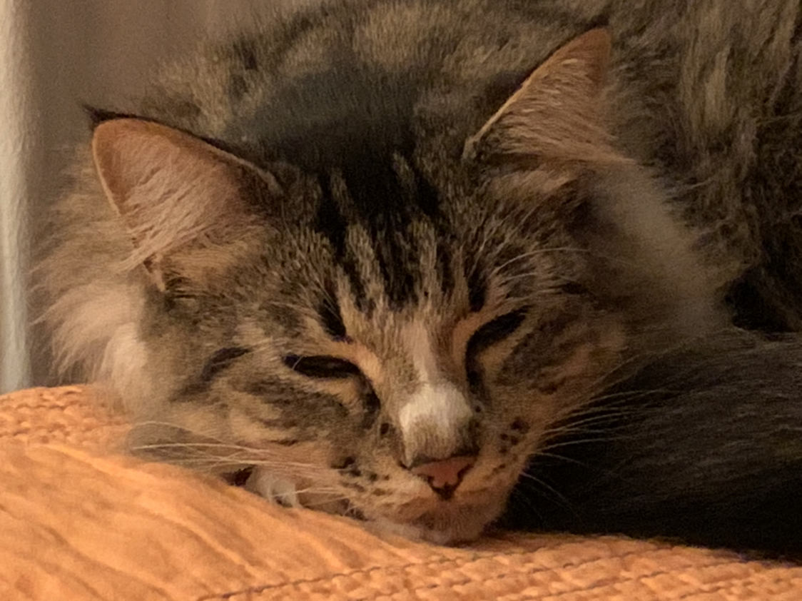 Avatar for @Trisha on Greg, the plant care app