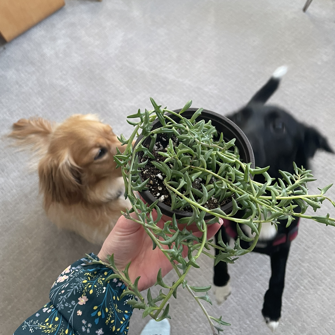 Avatar for @ak_brautigam on Greg, the plant care app