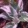 Avatar for Opalunicorn on Greg, the plant care app