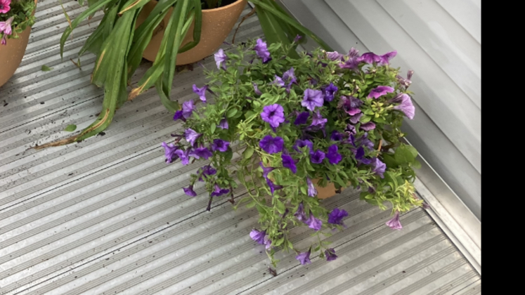 @Plantpendent avatar