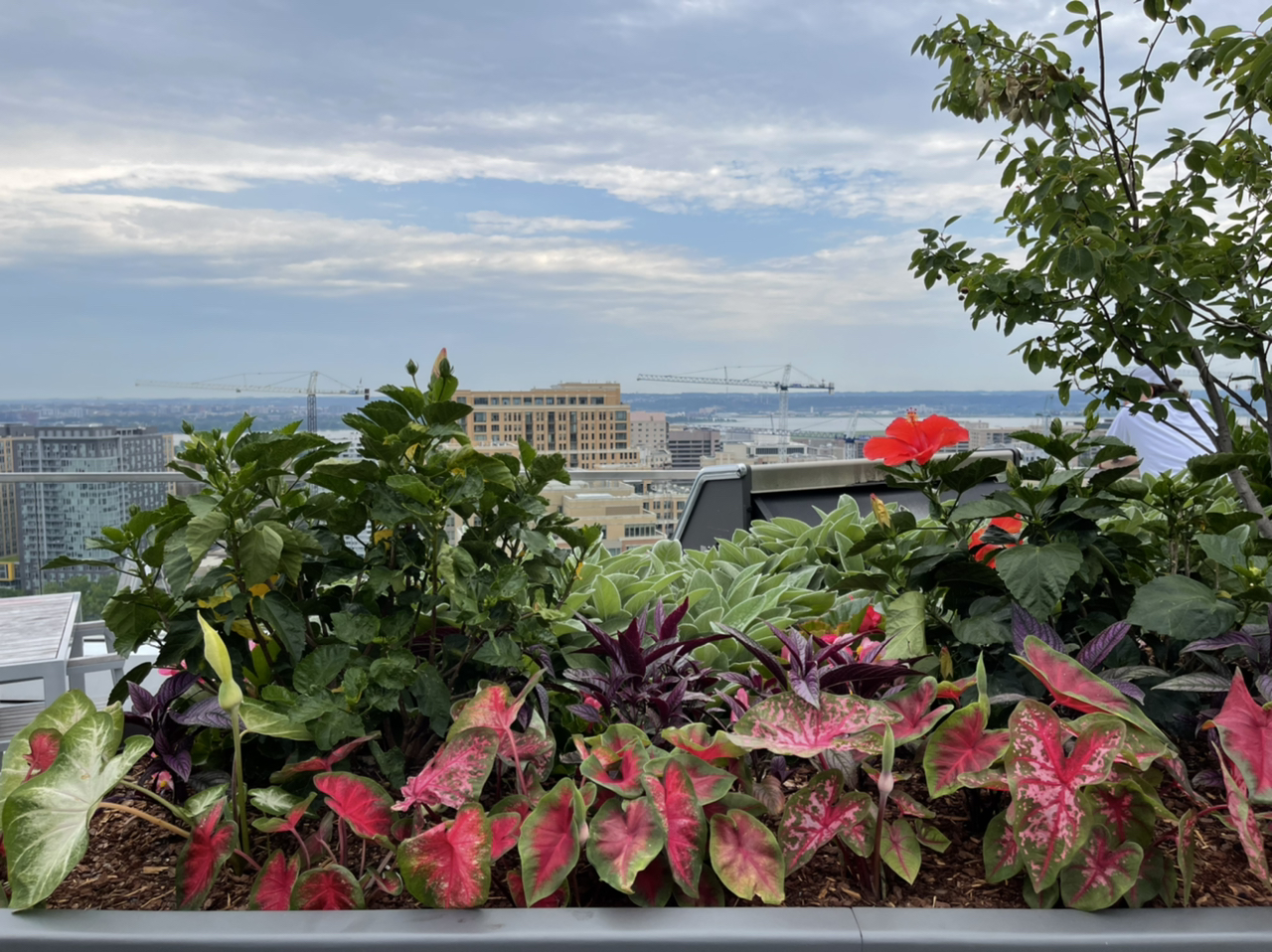 Avatar for @marciesplants on Greg, the plant care app