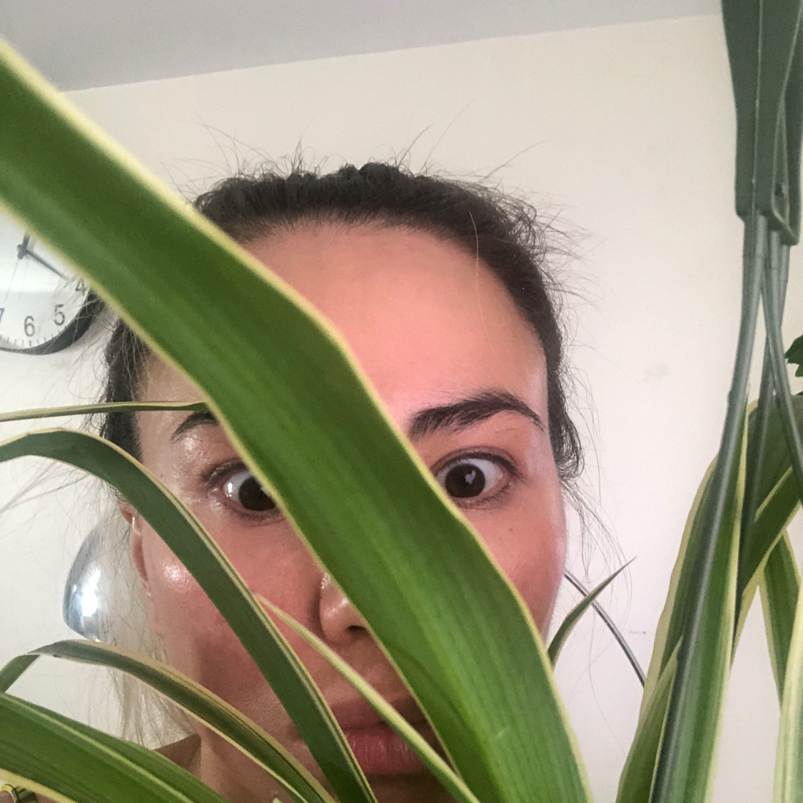 @Plantface avatar