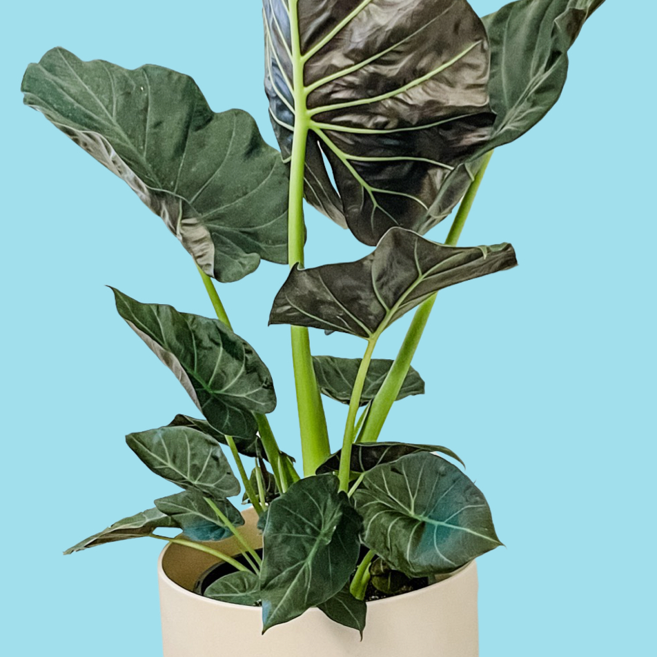Avatar for @andie on Greg, the plant care app