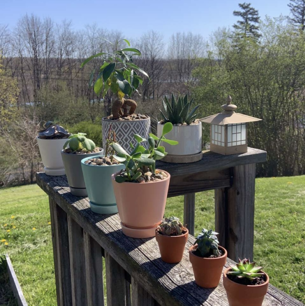 Avatar for @Kierparadis on Greg, the plant care app