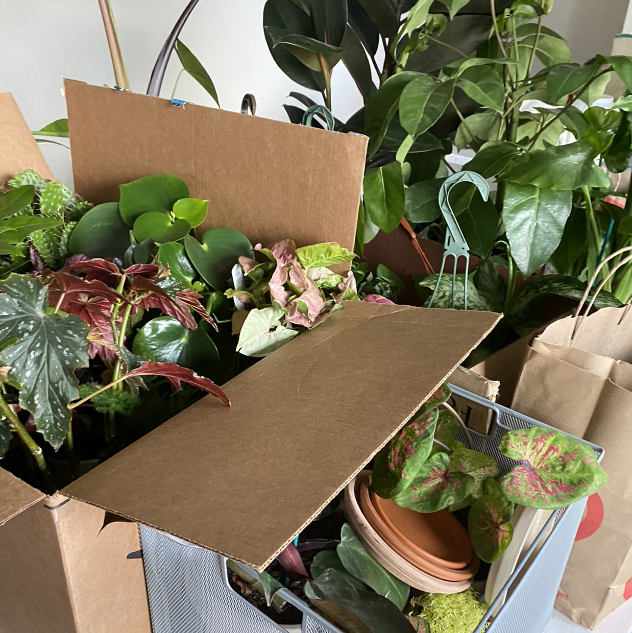 Avatar for @KillingCowboys on Greg, the plant care app