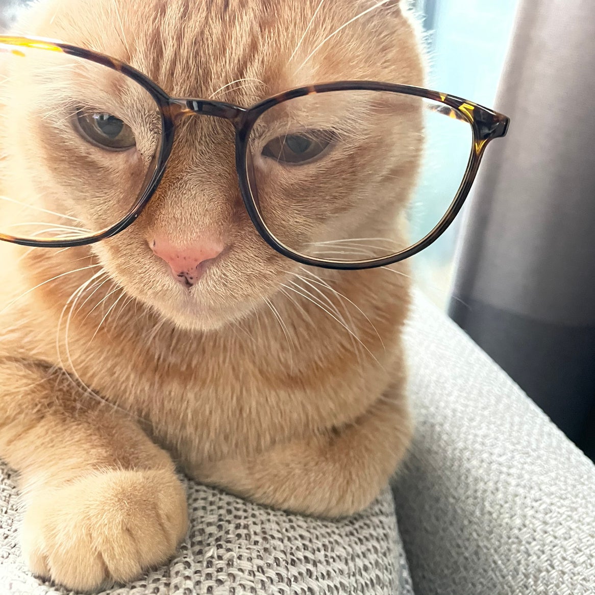 Avatar for @cerens on Greg, the plant care app