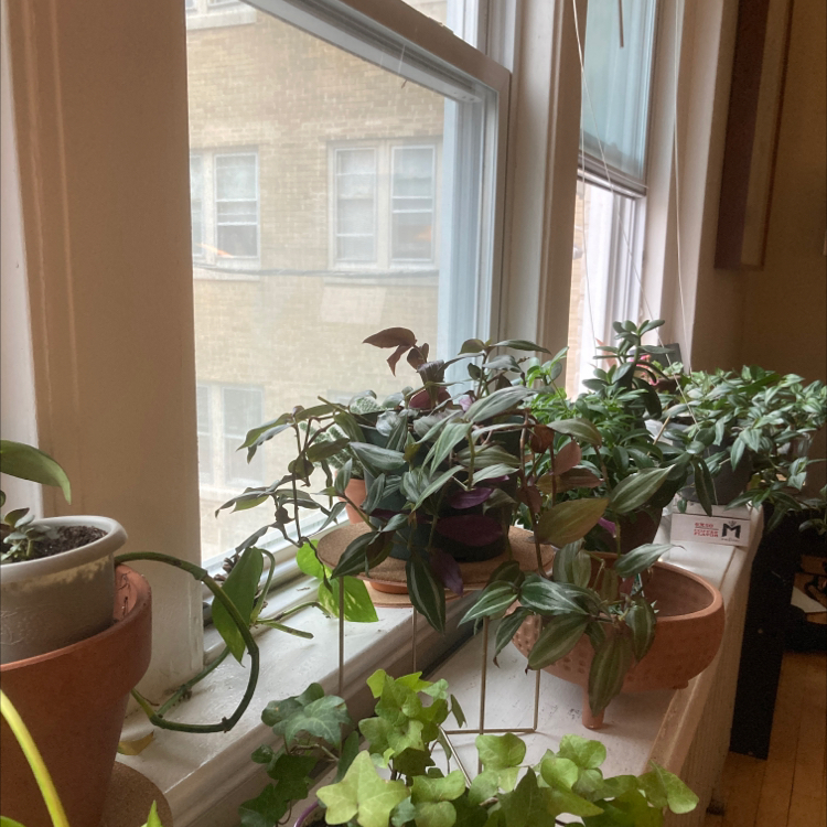 Avatar for @jungleat1544 on Greg, the plant care app