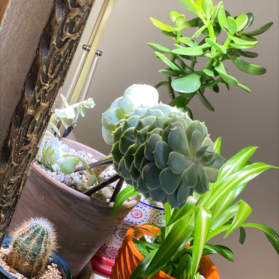 Avatar for @mhudnell on Greg, the plant care app