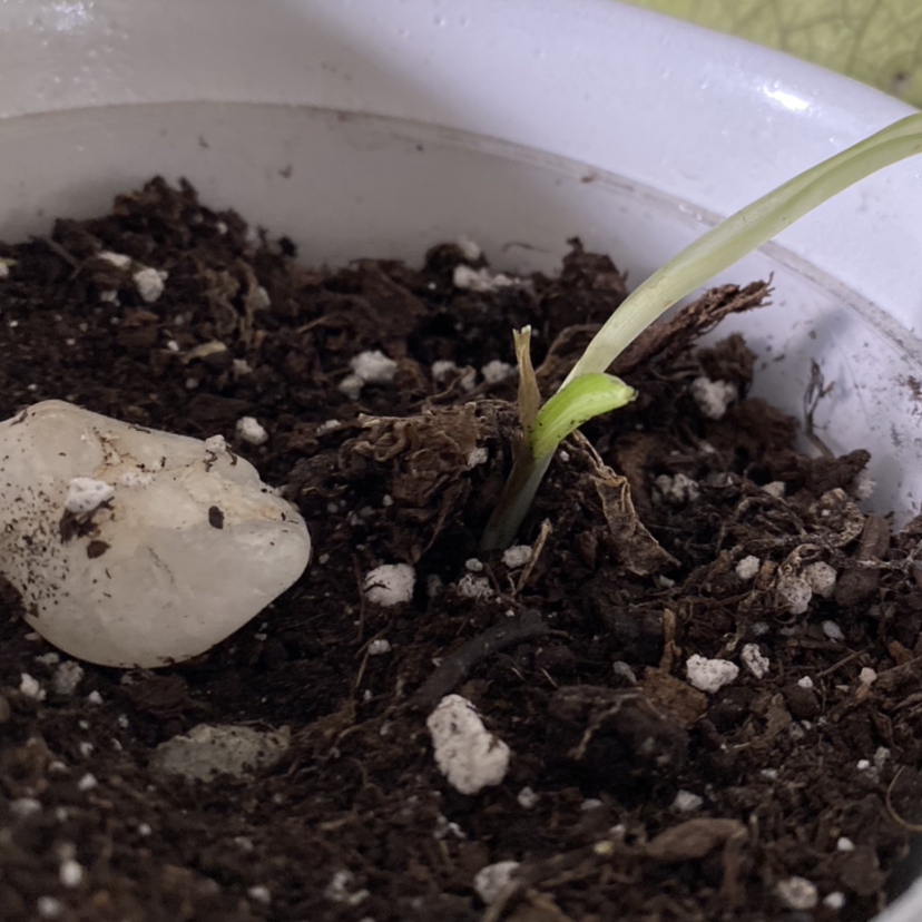 Avatar for @kmc020306 on Greg, the plant care app