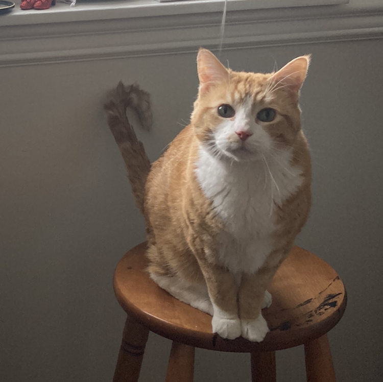 @Coolcatsnplants avatar