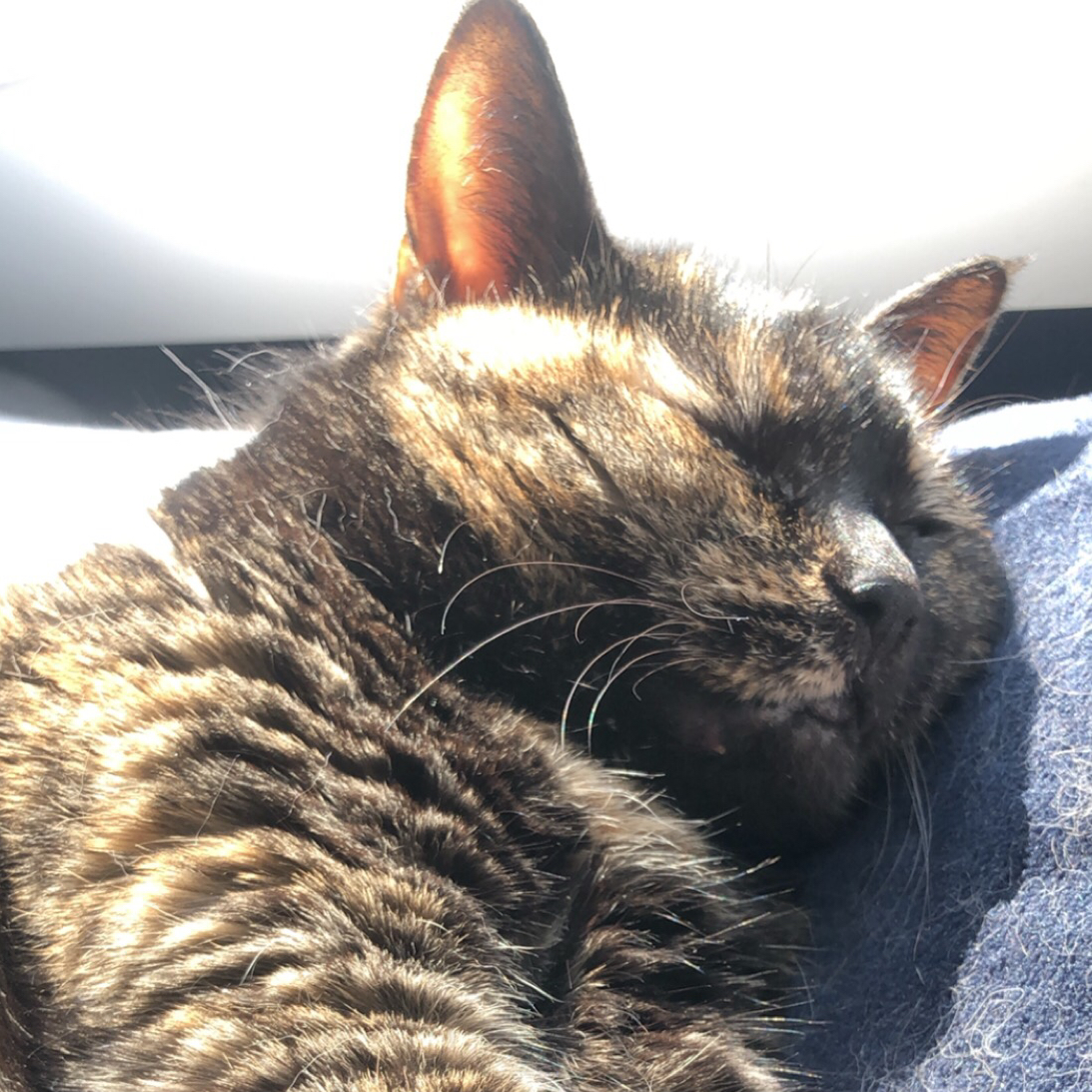 Avatar for @mikemike on Greg, the plant care app