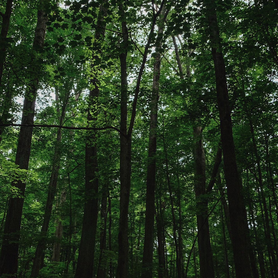 Avatar for @ScientificMint on Greg, the plant care app