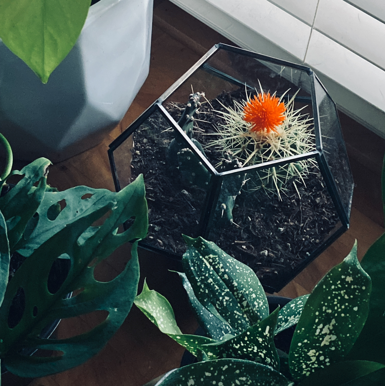 Avatar for @vampira.ang on Greg, the plant care app
